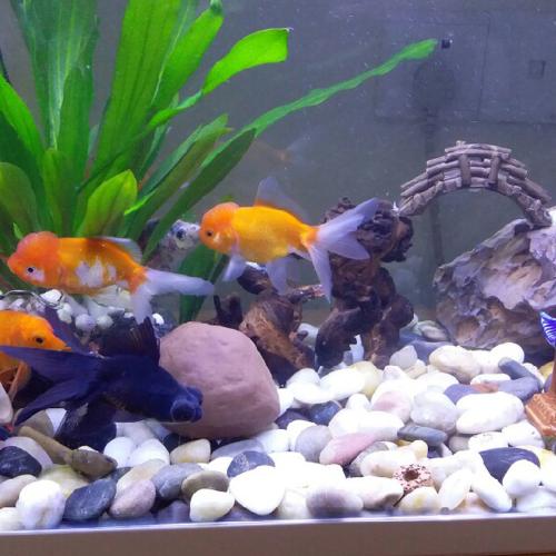 鵝卵石小石子雨花石原石魚缸造景花盆栽石頭五彩石彩色石頭