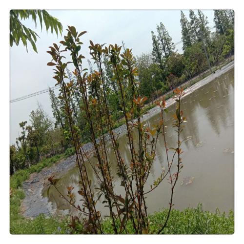 河道水庫蓄水防滲膜土工膜水產養殖膜藕池防滲膜蝦池泥鰍黑色薄膜